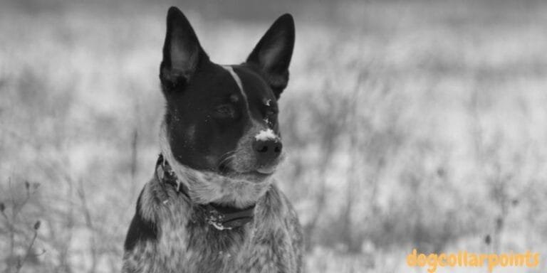 How To Put A Shock Collar On A Dog – Tips