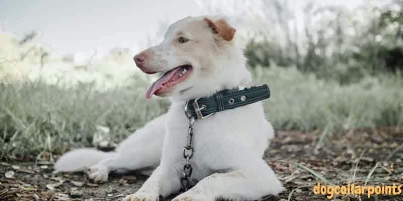 best bark collar for long haired dogs