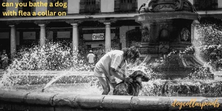 Can you bathe a dog with a flea collar on – Tips and Safety
