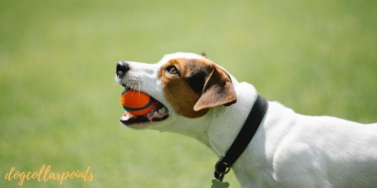 How to Use Vibration Collar To Train Dog
