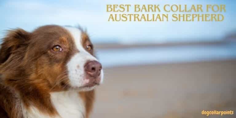 Top 5 Best Bark Collar For Australian Shepherd