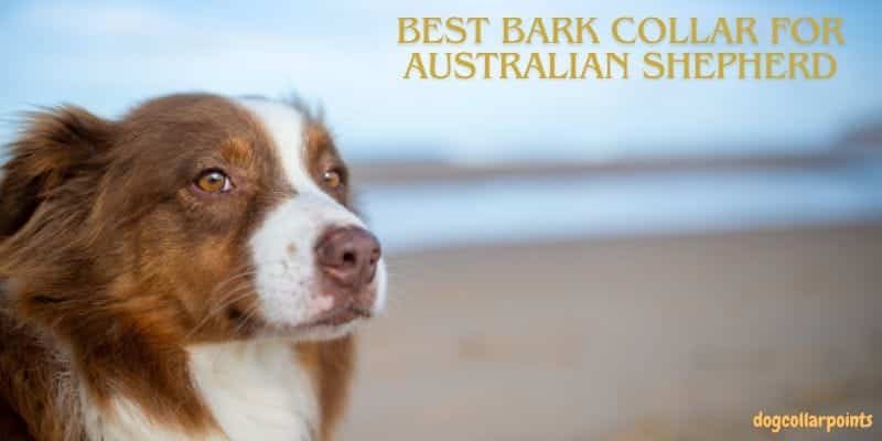 best bark collar for Australian shepherd