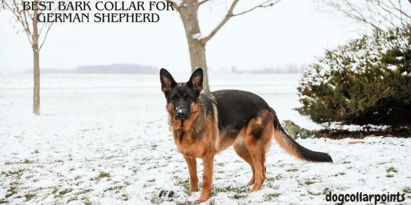 best bark collar for German shepherd