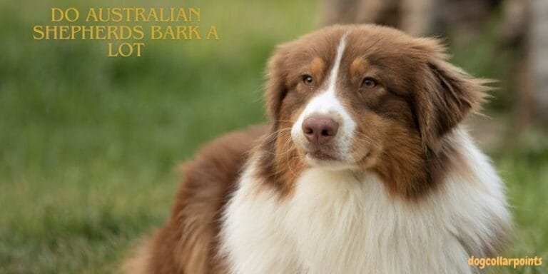 Do Australian Shepherds Bark A Lot?