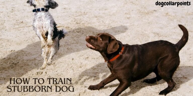 How To Train Stubborn Dog – 7 Effective Ways