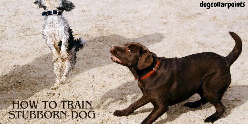 how to train stubborn dog