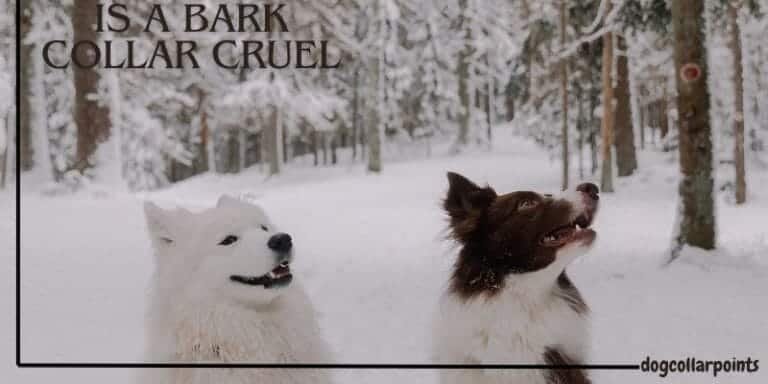 Is a Bark Collar Cruel
