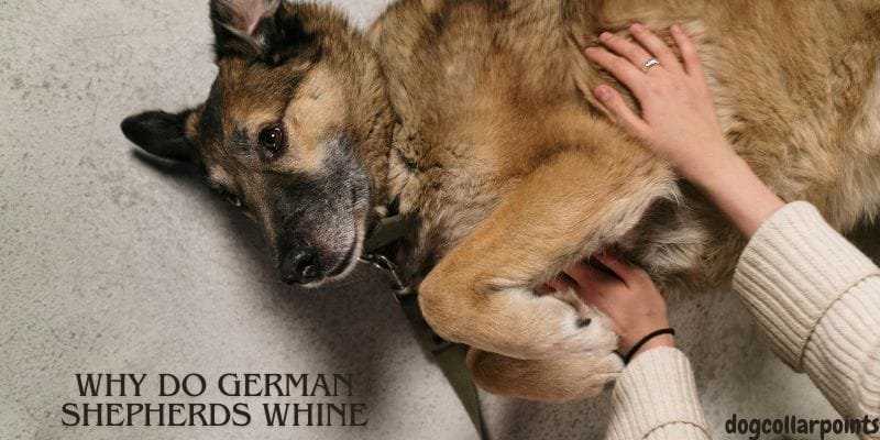 why do German shepherds whine