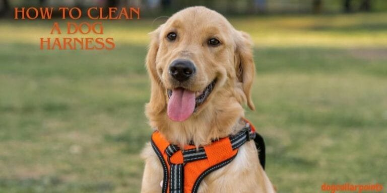 How To Clean A Dog Harness