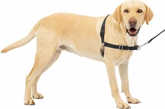 best collar for great pyrenees