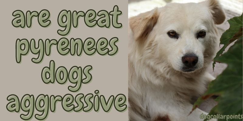 are great pyrenees dogs aggressive