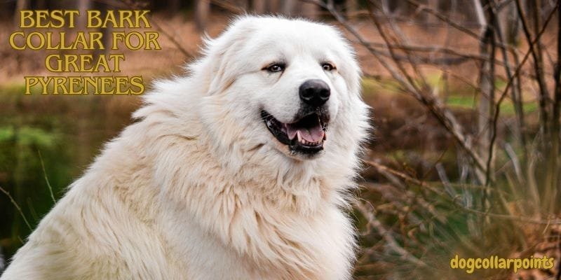 best-bark-collar-for-great-pyrenees