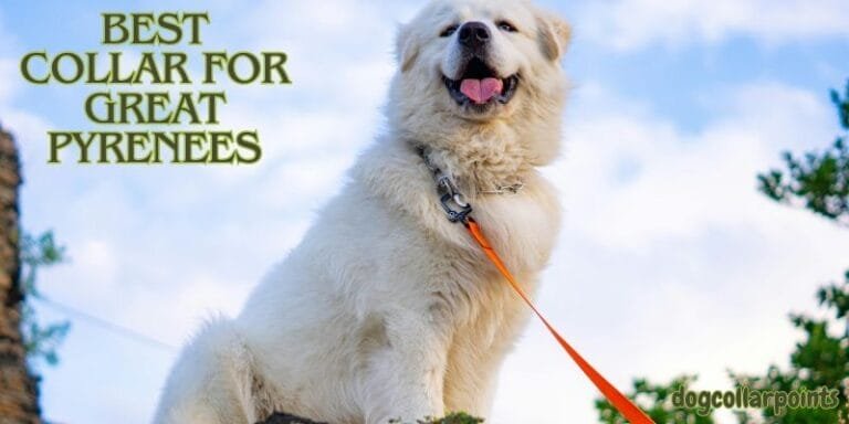 Top 5 Best Collar For Great Pyrenees