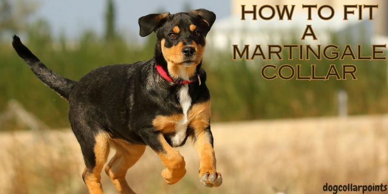 how to fit a martingale collar