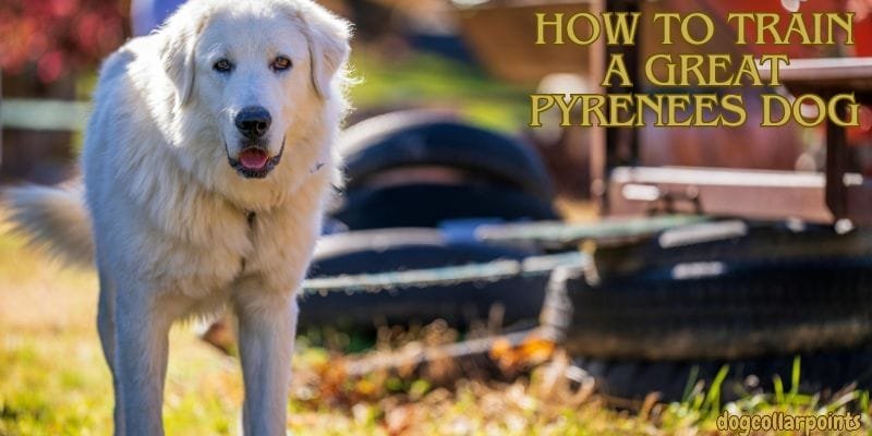 how to train a great pyrenees dog