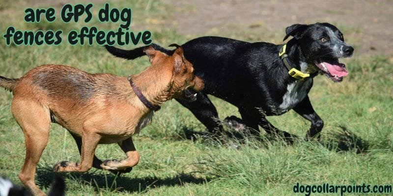are GPS dog fences effective