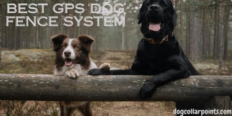 Top 5 Best GPS Dog Fence System