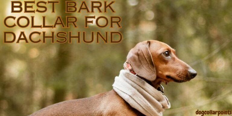 Top 5 Best Bark Collar for Dachshund – 2024